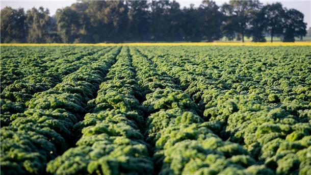Für Frischware beginnt die Saison in der Regel Ende Oktober und endet spätestens im März.