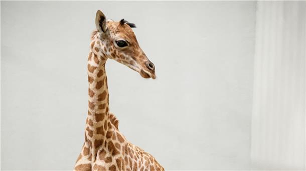 Für Giraffennachwuchs ist das Baby noch recht klein.