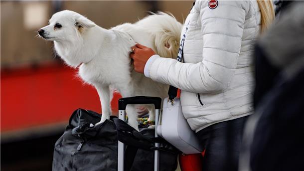 Für größere Hunde wird die Hälfte des Fahrpreises eines normalen Tickets fällig.