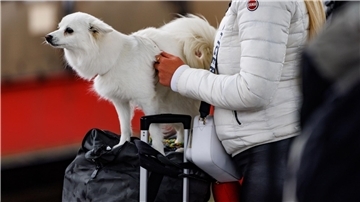 Für größere Hunde wird die Hälfte des Fahrpreises eines normalen Tickets fällig.