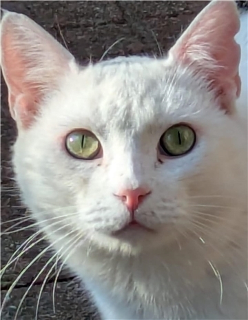 Kater Oskar