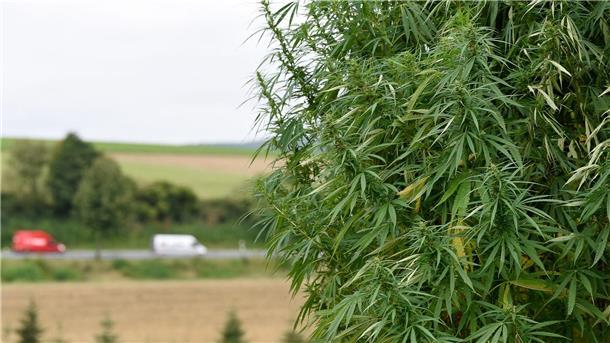 Nutzhanf soll für Bauern attraktiver werden Für Landwirte ist der Anbau von Nutzhanf mit Vorgaben seit längerem erlaubt. (Archivbild)