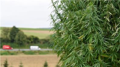 Nutzhanf soll für Bauern attraktiver werden Für Landwirte ist der Anbau von Nutzhanf mit Vorgaben seit längerem erlaubt. (Archivbild)