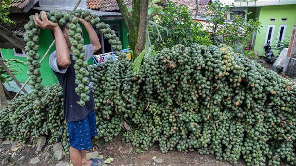 Bilder des Tages Für Muslime und Musliminnen in aller Welt beginnt nächste Woche der Ramadan. Die Vorbereitungen laufen. Hier trägt ein Mann in Indonesien die Kolang Kaling Frucht. Sie wird während des Ramadans zum Frühstück gegessen.