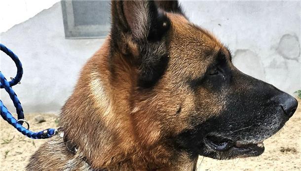 Für Schäferhündin Laika sucht das Tierasyl dringend ein passendes Zuhause.