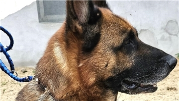Für Schäferhündin Laika sucht das Tierasyl dringend ein passendes Zuhause.