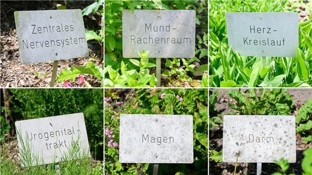 Für verschiedene Organe und Körperbereiche gibt es heilende Pflanzen.