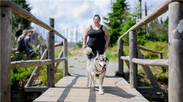 Im Harz können Hunde Kaiser werden Für Wanderinnen und Wanderer im Harz gibt es einen neuen Anreiz Hunde mitzunehmen.