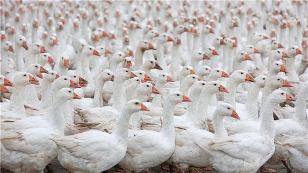 Kraniche, Möwe, Wildgans: Funde von Vogelkadavern im Landkreis jetzt im Labor Gänse