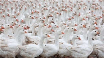 Kraniche, Möwe, Wildgans: Funde von Vogelkadavern im Landkreis jetzt im Labor Gänse
