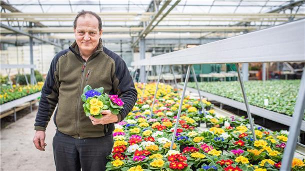 Gärtnermeister Uwe Ablaß zeigt seine bunte Vielfalt an Primeln, die er jetzt eigentlich gerne an die Kunden verkaufen würde. Doch der Laden ist geschlossen, ihm bleibt nur das Geschäft auf Bestellung oder der Wochenmarkt.