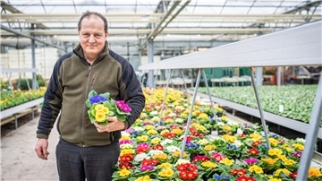 Gärtnermeister Uwe Ablaß zeigt seine bunte Vielfalt an Primeln, die er jetzt eigentlich gerne an die Kunden verkaufen würde. Doch der Laden ist geschlossen, ihm bleibt nur das Geschäft auf Bestellung oder der Wochenmarkt.