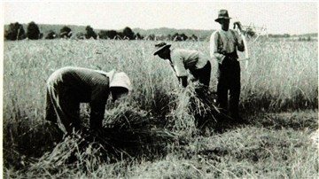 Garben binden in Boitzen 1934