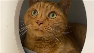 Kater