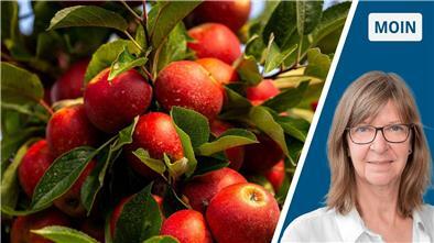 Viele rote Äpfel zwischen Laub und das Porträt einer blonden Frau mit Brille.