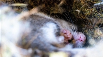 Gartenschläfer in der Winterruhe: Er verschläft die kalte Jahreszeit gut geschützt in Laub- oder Erdhöhlen. 