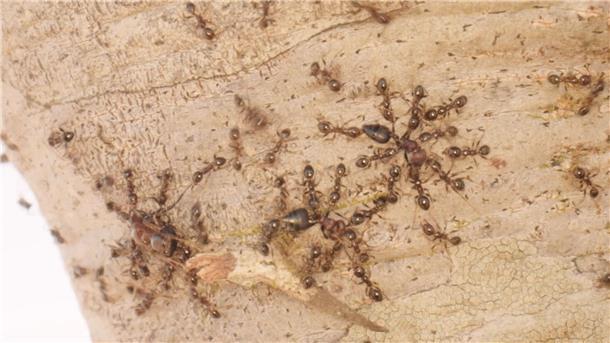Ameisen verändern Jagderfolg von Löwen Gebietsfremde Großköpfige Ameisen (Pheidole megacephala) vertreiben heimische Crematogaster-Ameisen.