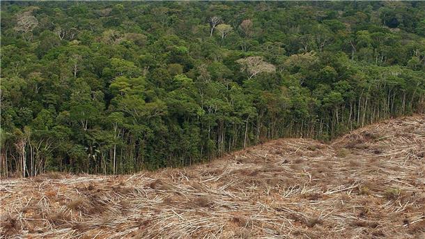 Nach Gipfel: Regenwald-Staaten wollen Kooperation stärken Gefällte Bäume liegen am Rande des Urwaldes in der Amazonasregion in Brasilien.