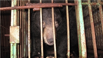 Gefangen: Ein asiatischer Schwarzbär in einem engen Metallkäfig auf einer Bärengallefarm.