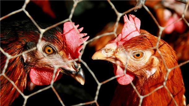 Vogelgrippe in Hude: Überwachungszone schließt auch Süden der Wesermarsch ein Hühner hinter einem Drahtgitter