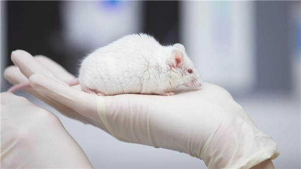 Gegen eine Forscherin in Göttingen wurde schon in der Vergangenheit wegen Tierversuchen an Mäusen ermittelt. (Symbolbild)