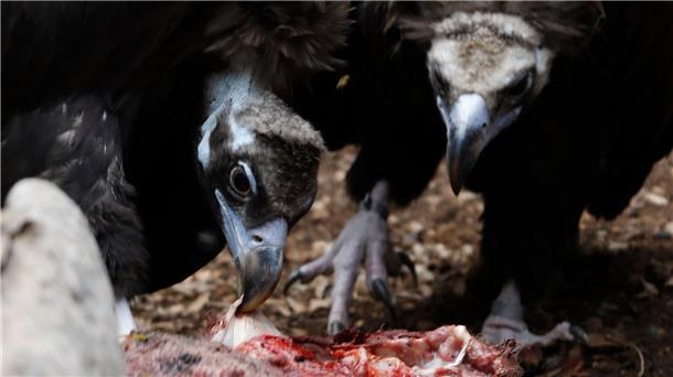 Fressen, was andere liegenlassen Geier holen das Fleisch vom Knochen eines toten Tiers.