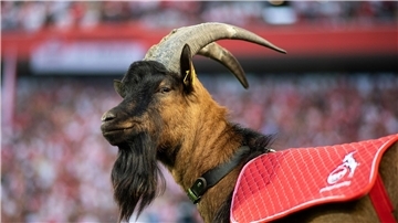 Geißbock Hennes IX. ist bereits in neunter Generation beim FC Köln. 