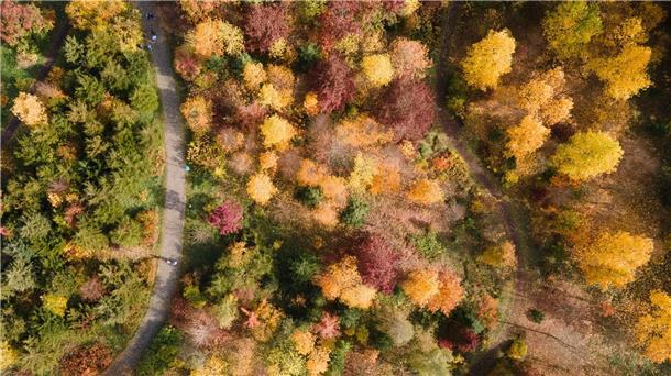 Gelb, orange, rot: Die Wälder haben im Herbst einen ganz eigenen Reiz, denn das Laub der Bäume verfärbt sich. (Archivbild)