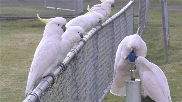 Schlaue Kakadus trinken aus Brunnen Gelbhaubenkakadus haben gelernt, Trinkbrunnen zu bedienen.