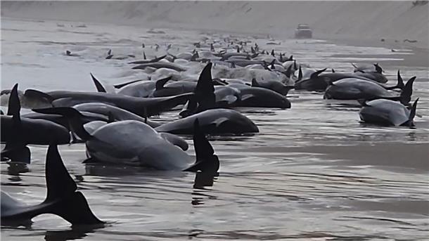Rund 200 gestrandete Wale in Tasmanien verendet Gestrandete Wale im Macquarie Harbour in Strahan, Tasmanien. Fast 200 gestrandete Wale sind an der Westküste Tasmaniens verendet.