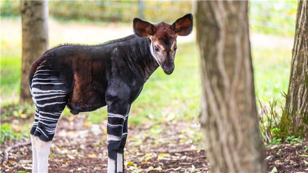 Gestreifter Hintern, lange Zunge Gestreifte Beine wie ein Zebra, Okapis sind aber Kurzhalsgiraffen.