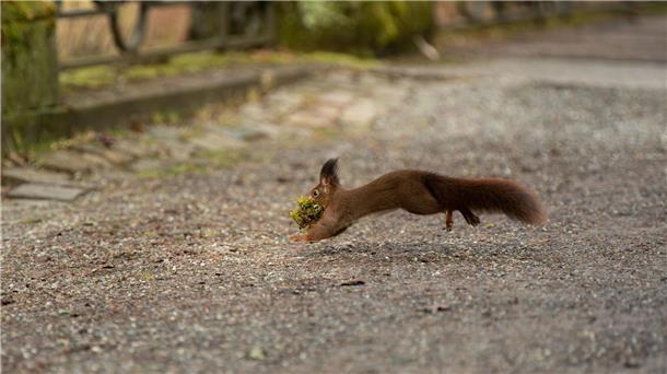Appell: Jungvögel und Eichhörnchen bei Eltern lassen Gesunde junge Wildtiere sollten bei ihren Eltern gelassen werden, auch wenn diese gerade nicht in der Nähe sind. (Symbolbild)
