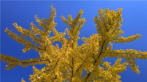 Warum behält der Tannenbaum seine Nadeln? Ginkgos gehören weder zu den Laub- noch zu den Nadelbäumen. (Archivbild)