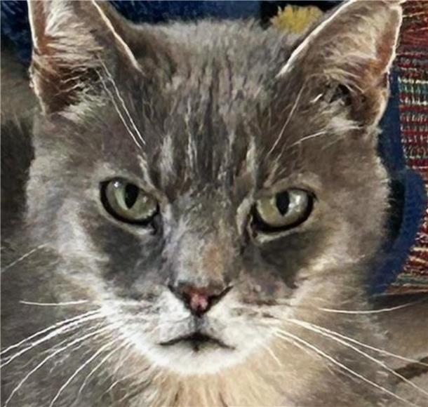 Kater Gino. Das Wittstedter Tierheim möchte ihn in eine neue Familie vermitteln.