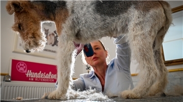 Gitta Dierksen macht Foxterrier-Hündin Trixie wieder „flott“. Zuerst kommt die dicke Wolle ab.