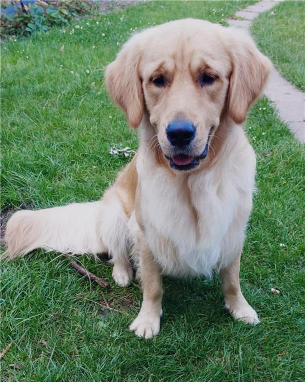Golden Retriever „Balou"