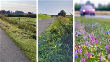 Golfplatzähnliche Seitenränder (links) ade: Dort, wo es die Verkehrssicherungspflichten erlauben, will die Gemeinde Wurster Nordseeküste Straßenränder künftig seltener und wechselweise mähen. Blühende Straßenränder (rechts) sind vorerst aber noch eine Vision.