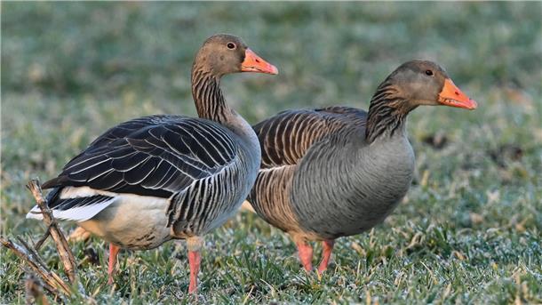 Graugänse rasten zu abertausenden in der Wesermarsch, werden immer zahlreicher, bleiben immer länger und richten dabei viel Schaden in der Landwirtschaft an.