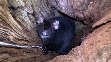 „Greater Gliders“ gehören zu den am stärksten bedrohten Säugetieren der Welt.