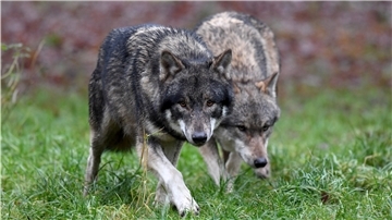 Zwei Wölfe auf einer Wiese.