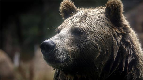 Grizzlybären könnten ihren Status als gefährdete Art verlieren - was ein Risiko birgt.