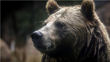 Grizzlybären könnten ihren Status als gefährdete Art verlieren - was ein Risiko birgt.