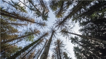 Große Teile der Wälder sind nach langer Dürre und Stürme von Borkenkäfern befallen.