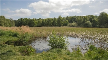 Blick auf einen See, der von Wasserpflanzen überzogen ist. Viel Grün, wenig Wasser.