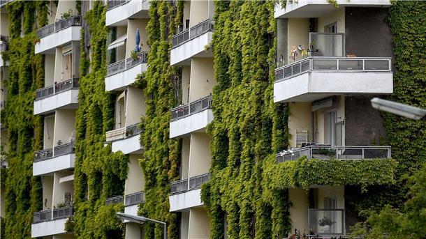 Grünpflanzen schaffen Verdunstungskühle - auch wilder Wein wie hier an einer Fassade in Berlin. 