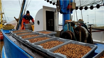 Gute Zeiten für Krabbenfischer: Auf dem Kutter von Stephan Hellberg warten Dutzende Plastikwannen voller Granat darauf, abtransportiert und weiterverarbeitet zu werden.