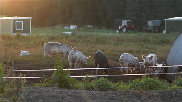 Bilder des Tages Guten Morgen, liebe Weideschweine!