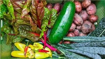 Gutes Gemüse, gesunde Ernährung: Ein Ernährungsrat für Bremerhaven und Umgebung will auch dazu beitragen.