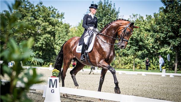 Gutes Reiten oder die Bewegungen des Pferdes - was ist entscheidend für gute Wertnoten?