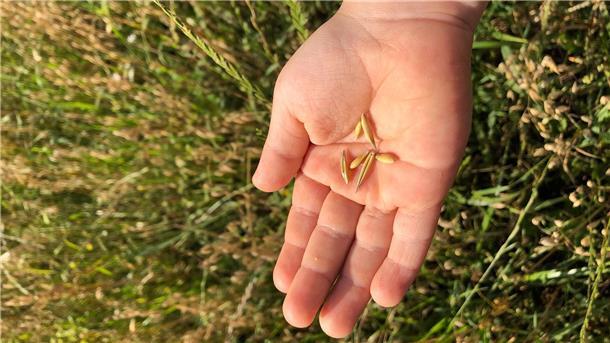 Hafer bei Verbrauchern gefragt - bei Landwirten unbeliebt Hafer ist gefragt - als Zutat fürs Müsli etwa, als Brei oder als Haferdrink.